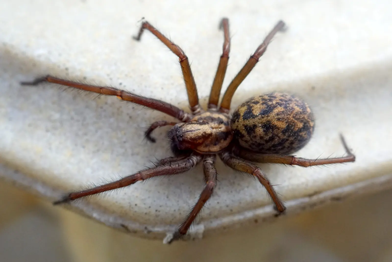 Araignée domestique brune sur une surface claire