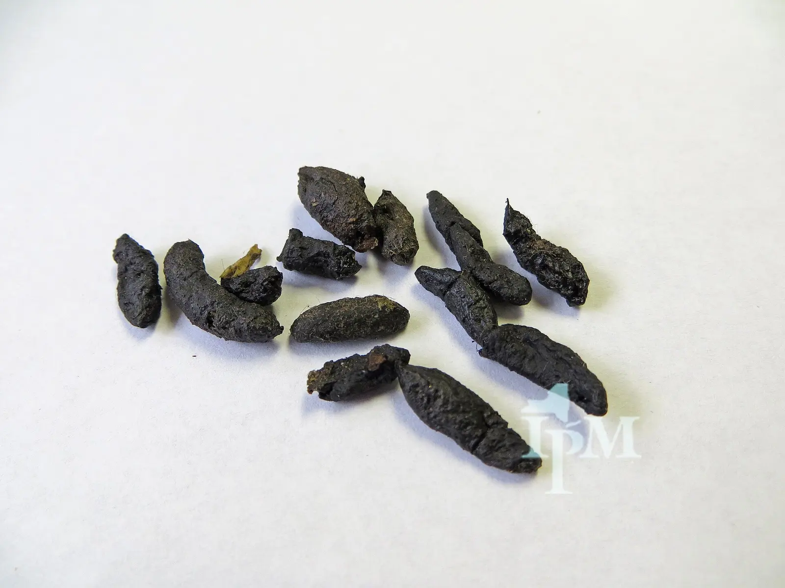Crottes de rat en fuseau sur un fond clair
