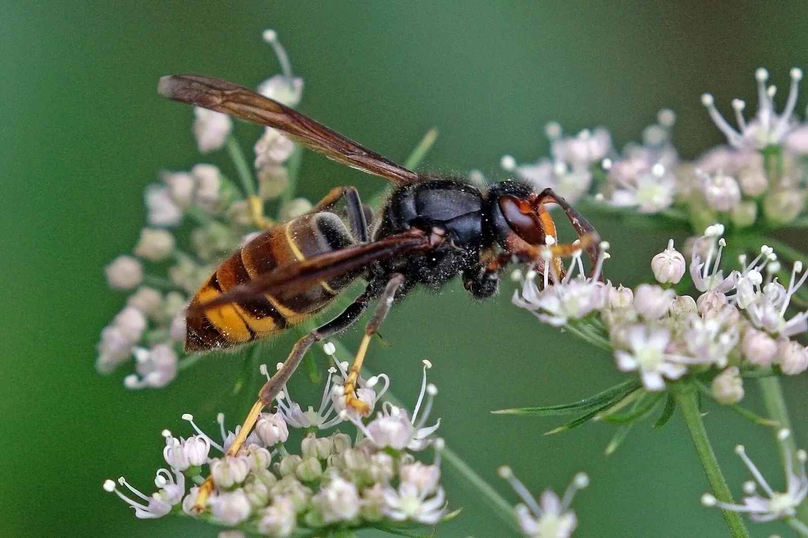 Frelon asiatique posé sur des fleurs blanches