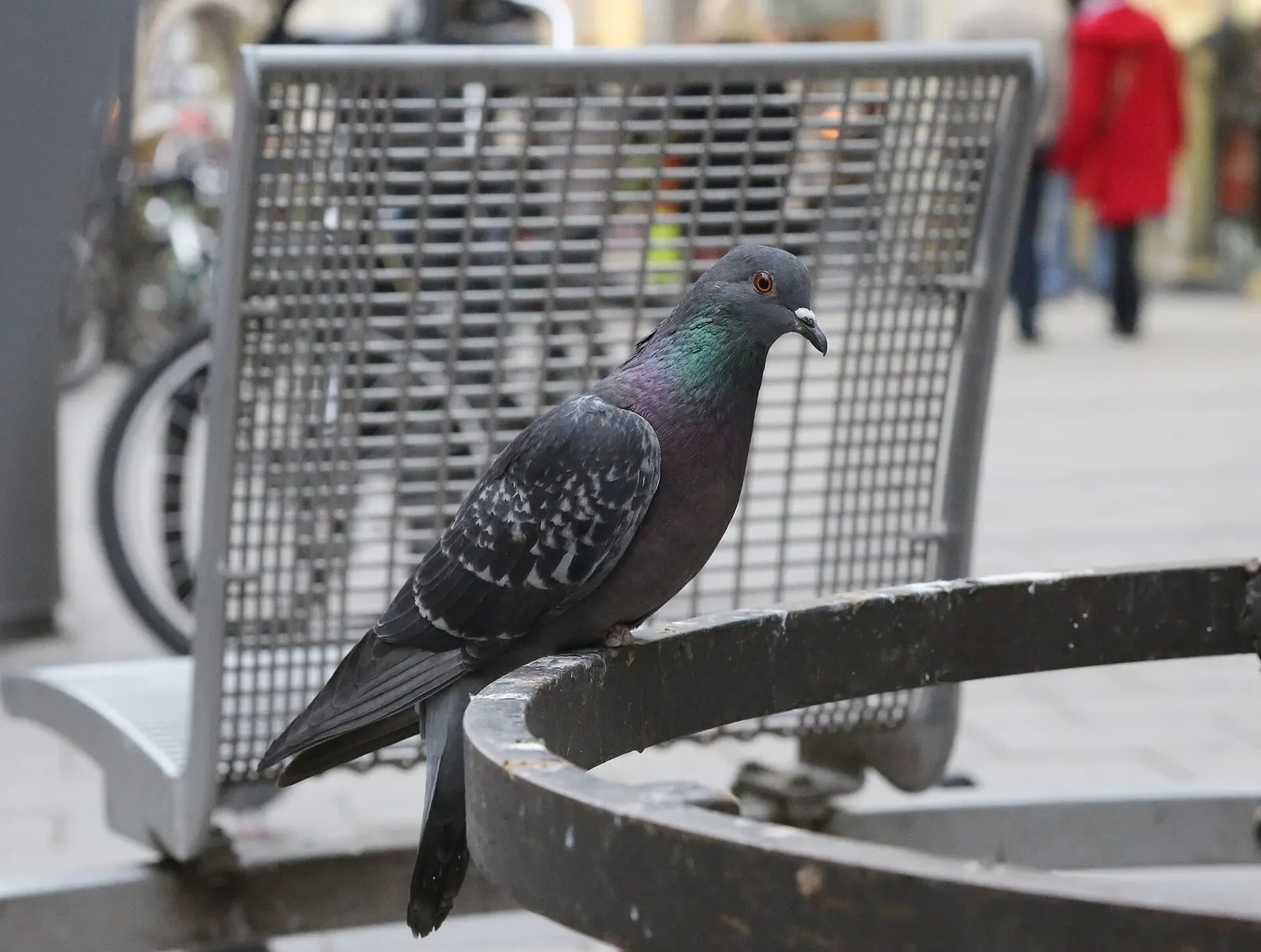 Pigeon biset perché sur une corbeille urbaine