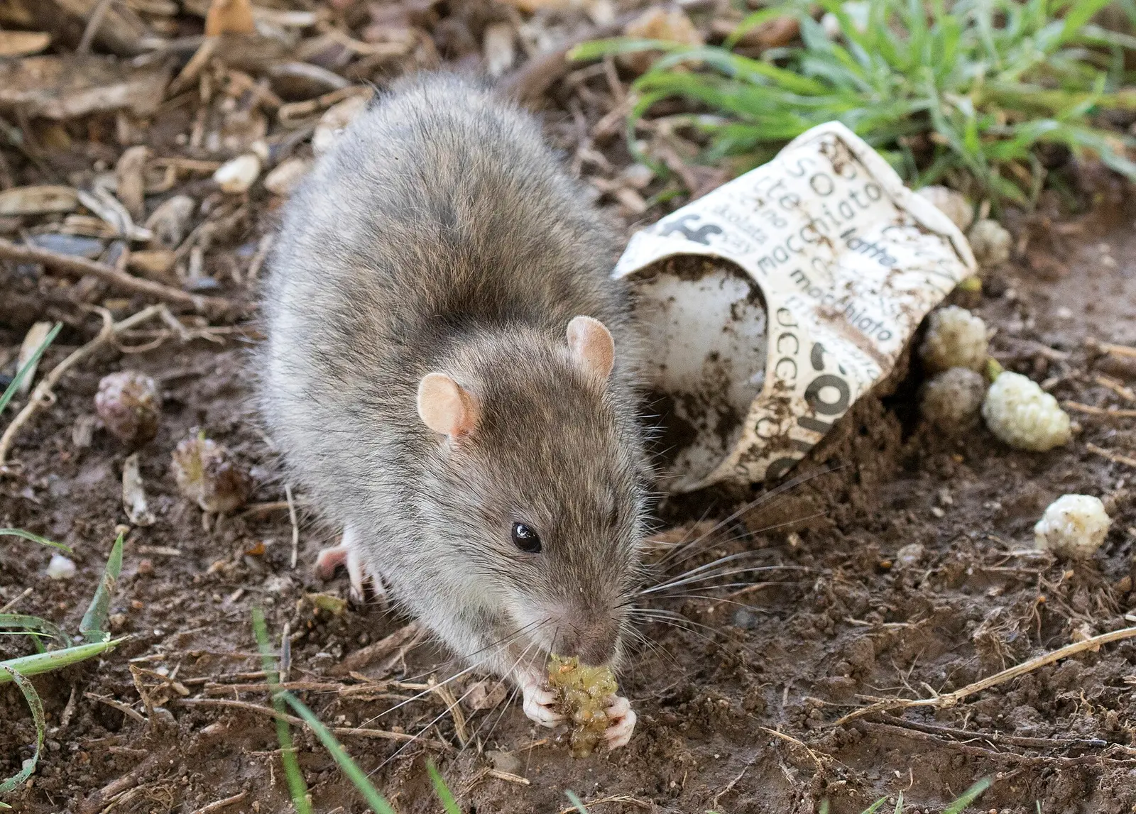 Rat surmulot grignotant de la nourriture près d’un déchet