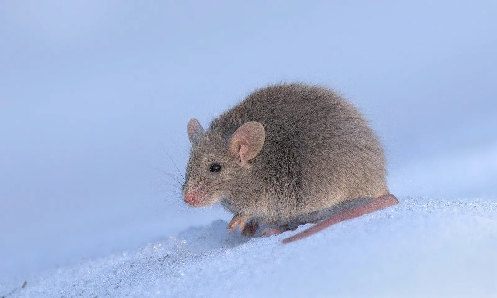 Souris grise vue de profil