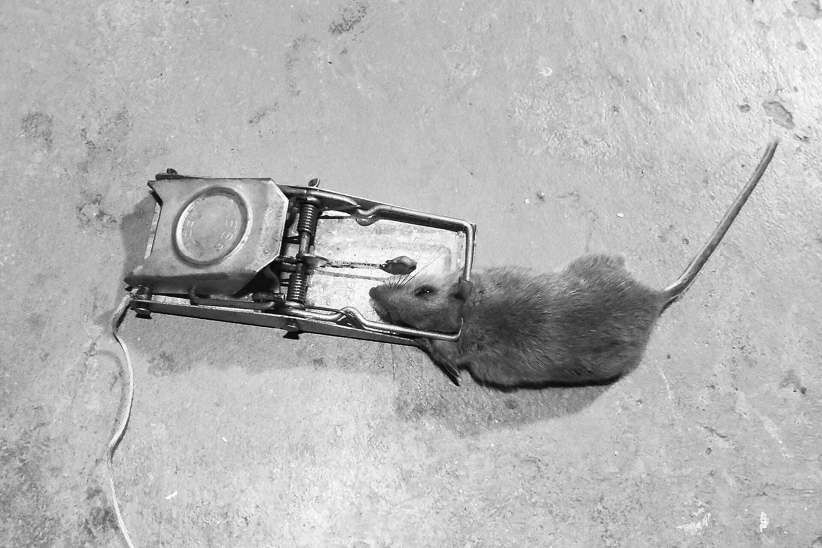 Tapette à souris en métal ayant capturé une souris