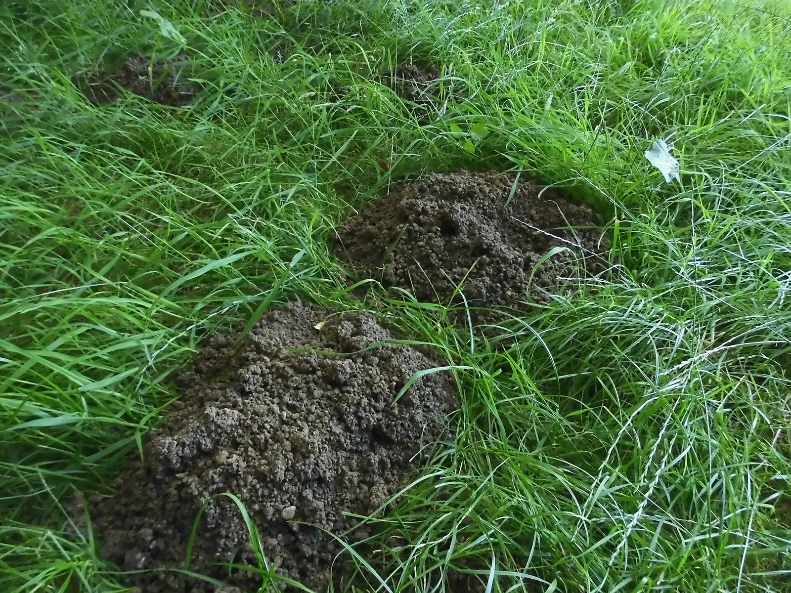 Taupinières dans l’herbe d’un jardin