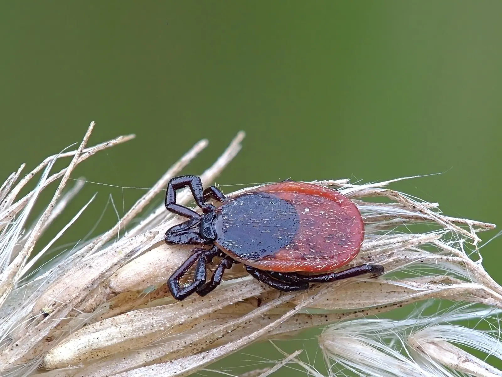 Tique femelle à l’affût sur une herbe sèche